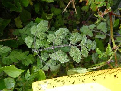 Chaerophyllum temulum