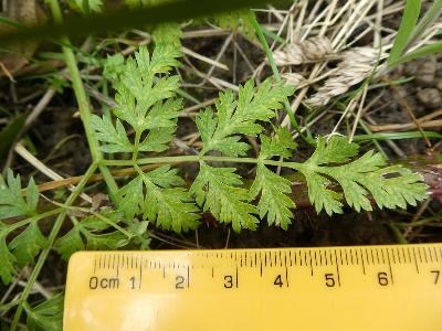 Conium maculatum (1)