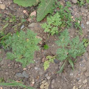 Conium maculatum (2)