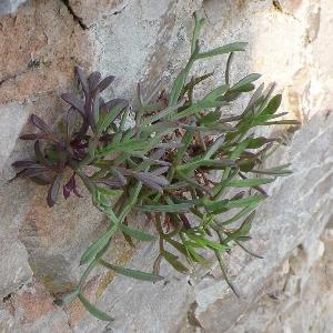Crithmum maritimum (1)