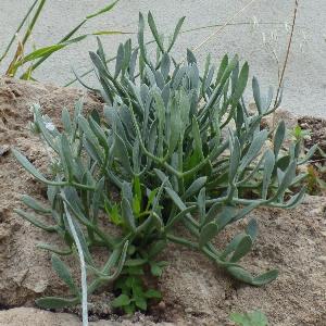Crithmum maritimum (2)