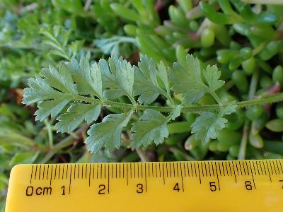 Daucus carota ssp gummifer