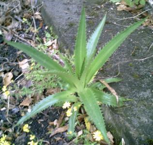 Eryngium agavifolium (1)