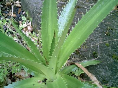 Eryngium agavifolium (2)