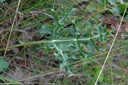 Eryngium campestre (1)
