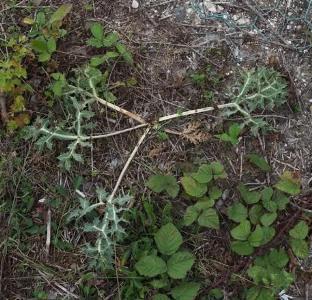 Eryngium campestre (2)