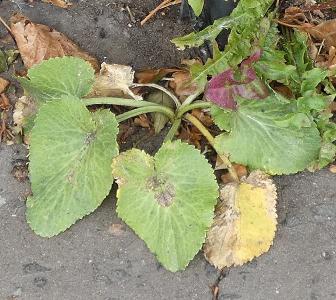 Eryngium giganteum (3)