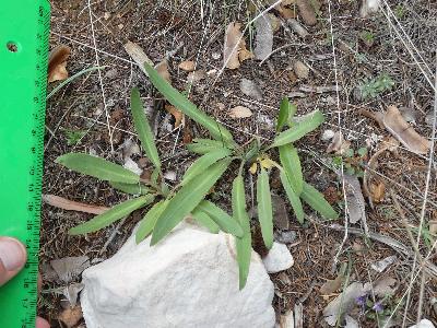 Falcaria vulgaris (1)