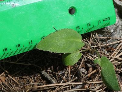 Falcaria vulgaris (2)