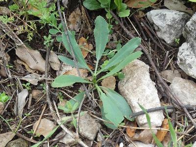 Falcaria vulgaris (3)