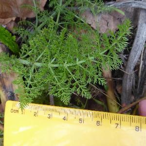 Foeniculum vulgare