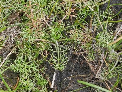 Helosciadium inundatum