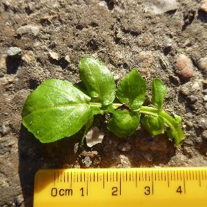 Helosciadium nodiflorum