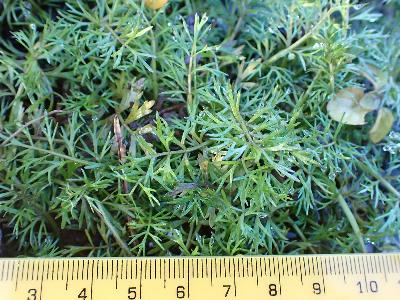 Helosciadium x moorei