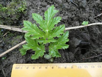 Heracleum mantegazzianum
