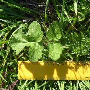 Heracleum sphondylium