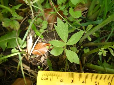 Levisticum officinale