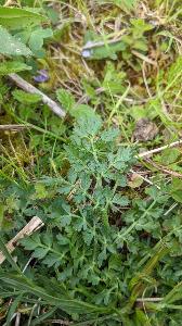 Oenanthe pimpinelloides