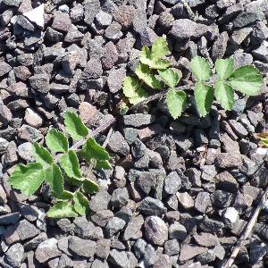 Pastinaca sativa (3)