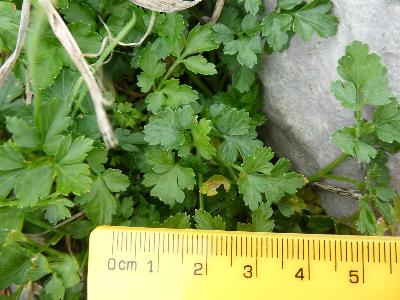 Petroselinum crispum