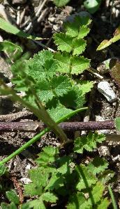 Pimpinella saxifraga (1)