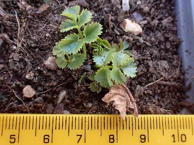 Pimpinella saxifraga (2)