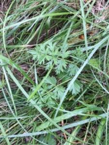 Pimpinella saxifraga (3)