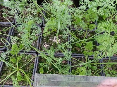 Scandix pecten-veneris