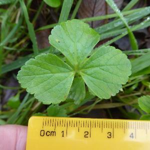 Smyrnium olusatrum (1)