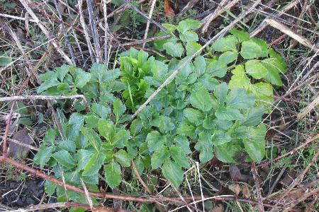 Smyrnium olusatrum (2)