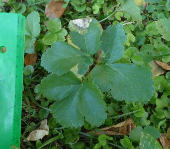 Smyrnium olusatrum (3)