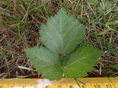 Smyrnium perfoliatum