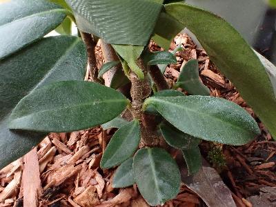 Trachelospermum jasminoides