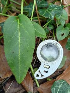Vinca major var oxyloba