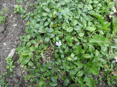 Vinca minor (2)