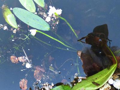 Aponogeton distachyos