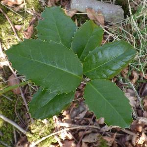 Ilex x altaclerensis