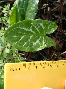Arum italicum