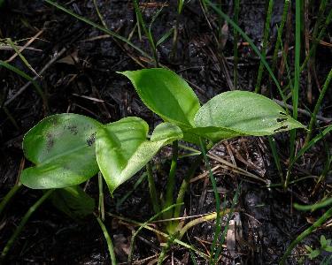 Calla palustris (2)