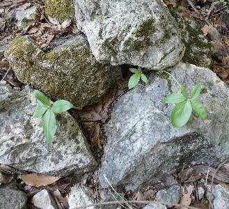 Dracunculus vulgaris (1)