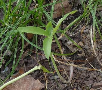 Dracunculus vulgaris (2)