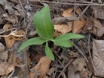 Dracunculus vulgaris (3)