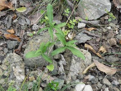 Dracunculus vulgaris (4)