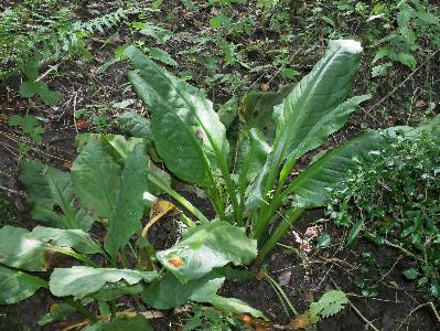 Lysichiton americanus