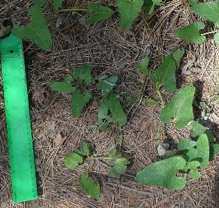 Aristolochia hirta (1)