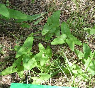 Aristolochia hirta (2)