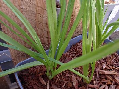 Camassia quamash