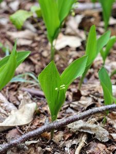 Convallaria majalis (1)
