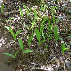 Convallaria majalis (2)