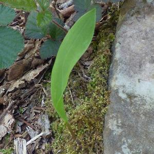 Convallaria majalis (3)